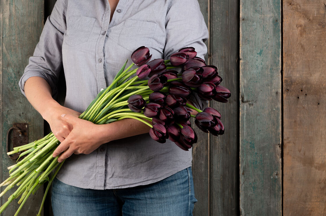 Top 10 Most Beautiful Black Flowers That Bring a Powerful Mix to Your Bouquet 2 Queen Of The Night Tulip. Top 10 Most Beautiful Black Flowers That Bring a Powerful Mix to Your Bouquet - 1