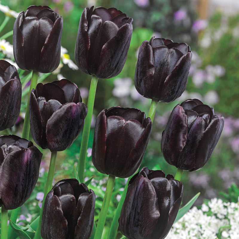 Queen-Of-The-Night-Tulip Top 10 Most Beautiful Black Flowers That Bring a Powerful Mix to Your Bouquet