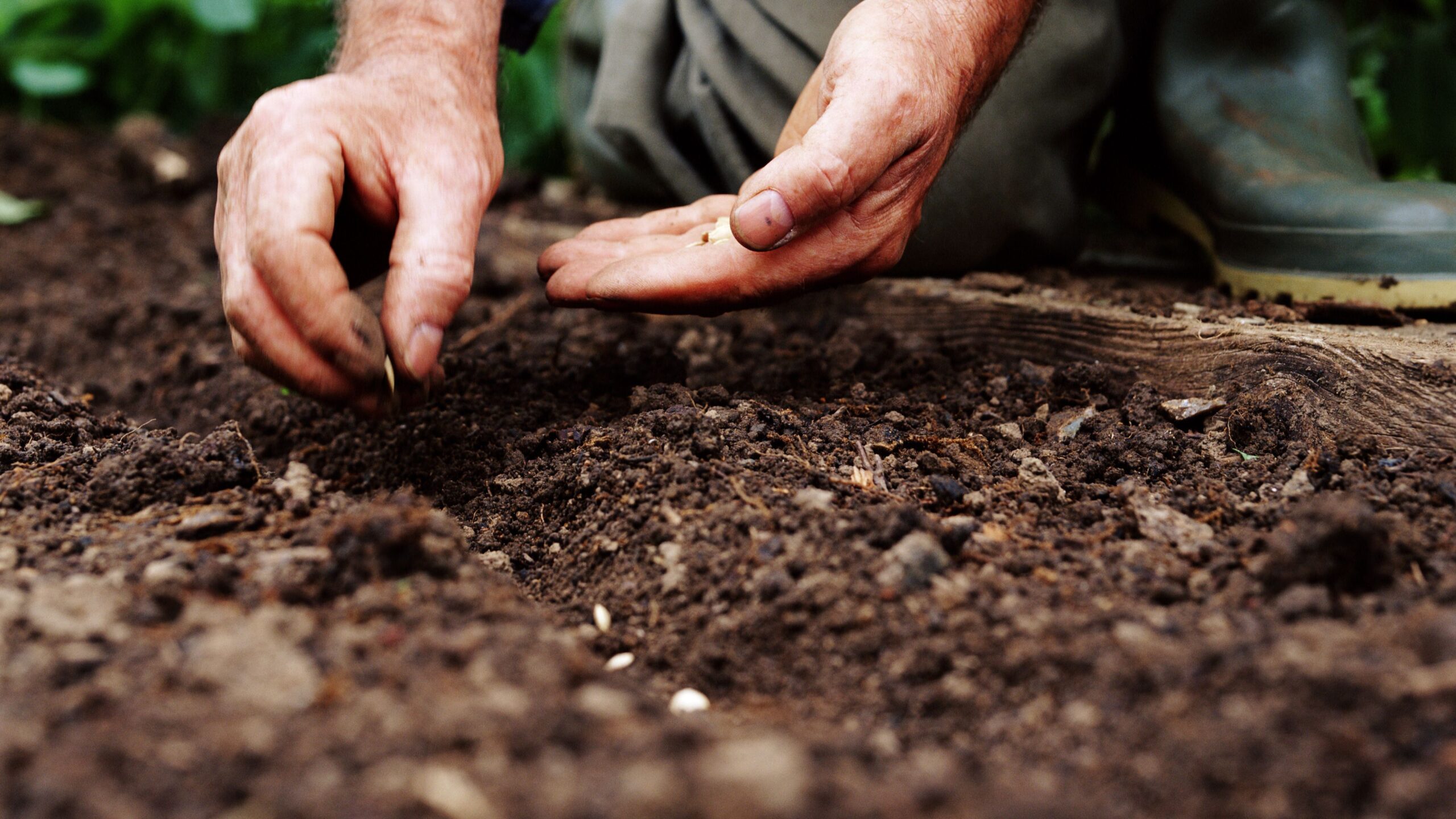 Review-the-seed-growing-practices-scaled How to Choose Quality Seeds for Your Lawn and Garden
