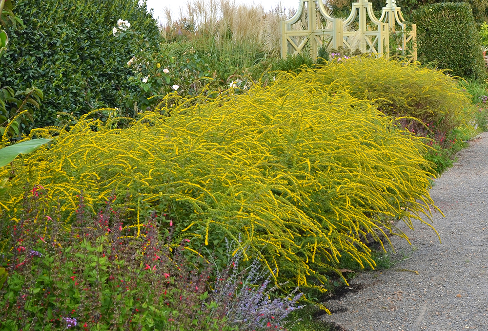 Top 10 Flowers That Look Like Fireworks 12 Solidago Rugosa. Top 10 Flowers That Look Like Fireworks - 8
