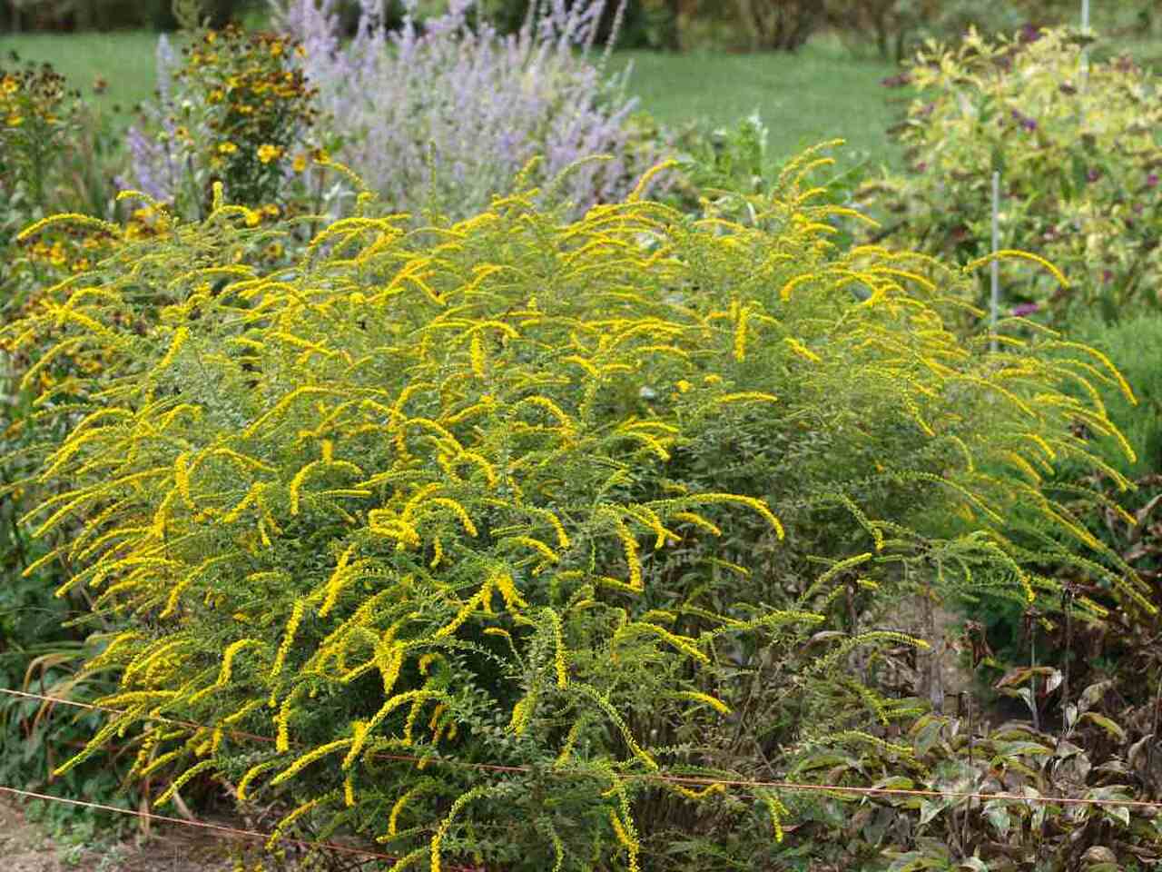 Top 10 Flowers That Look Like Fireworks 11 Solidago Rugosa Top 10 Flowers That Look Like Fireworks - 7