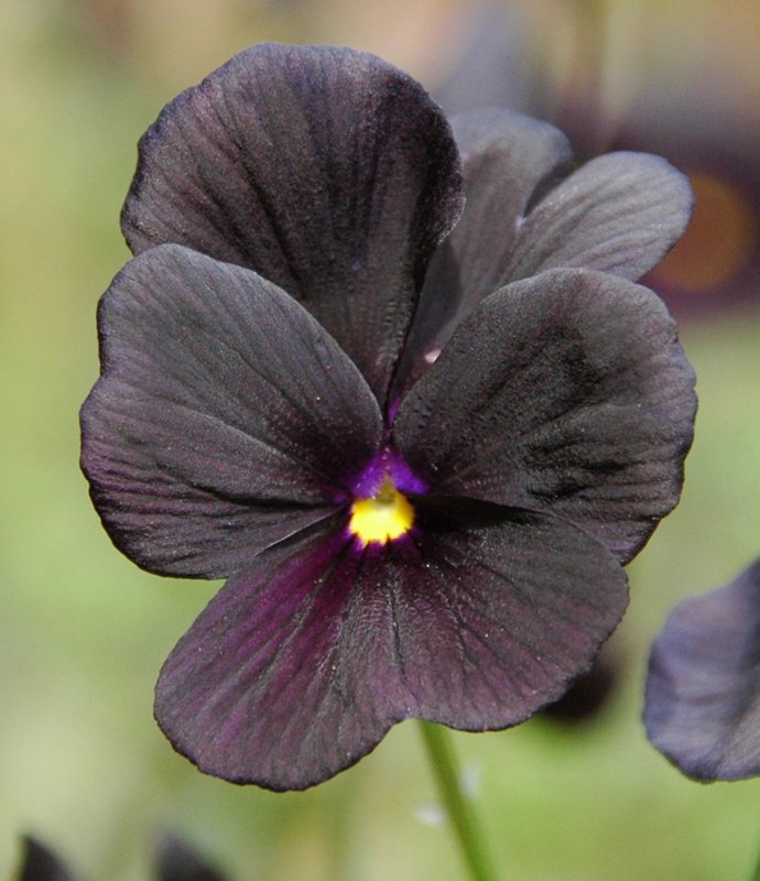 Viola-‘Molly-Sanderson. Top 10 Most Beautiful Black Flowers That Bring a Powerful Mix to Your Bouquet