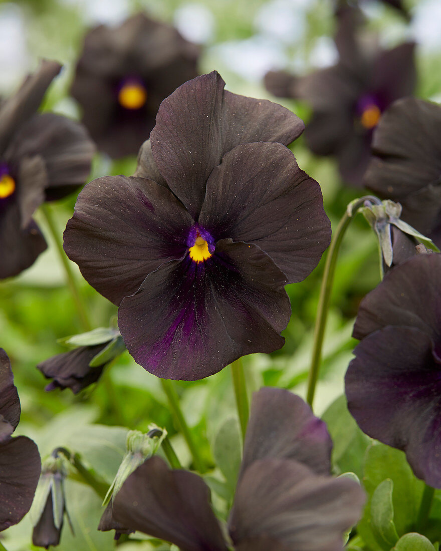 Viola-‘Molly-Sanderson Top 10 Most Beautiful Black Flowers That Bring a Powerful Mix to Your Bouquet