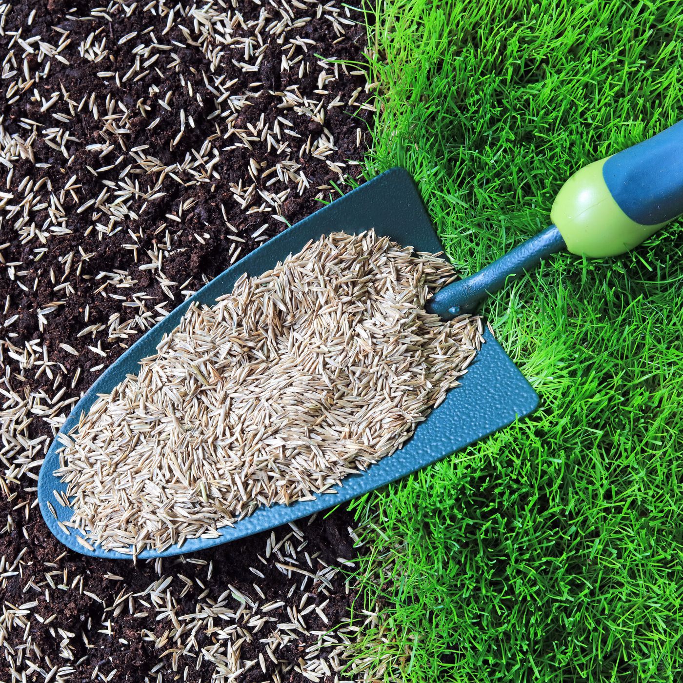 choosing-seeds-for-your-garden How to Choose Quality Seeds for Your Lawn and Garden
