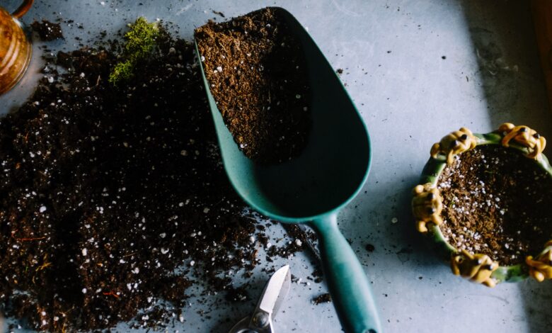 How to Choose Quality Seeds for Your Lawn and Garden 1 seeds from naturesseed