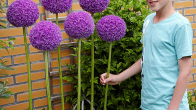 Allium Top 10 Flowers That Represent Strength - 13