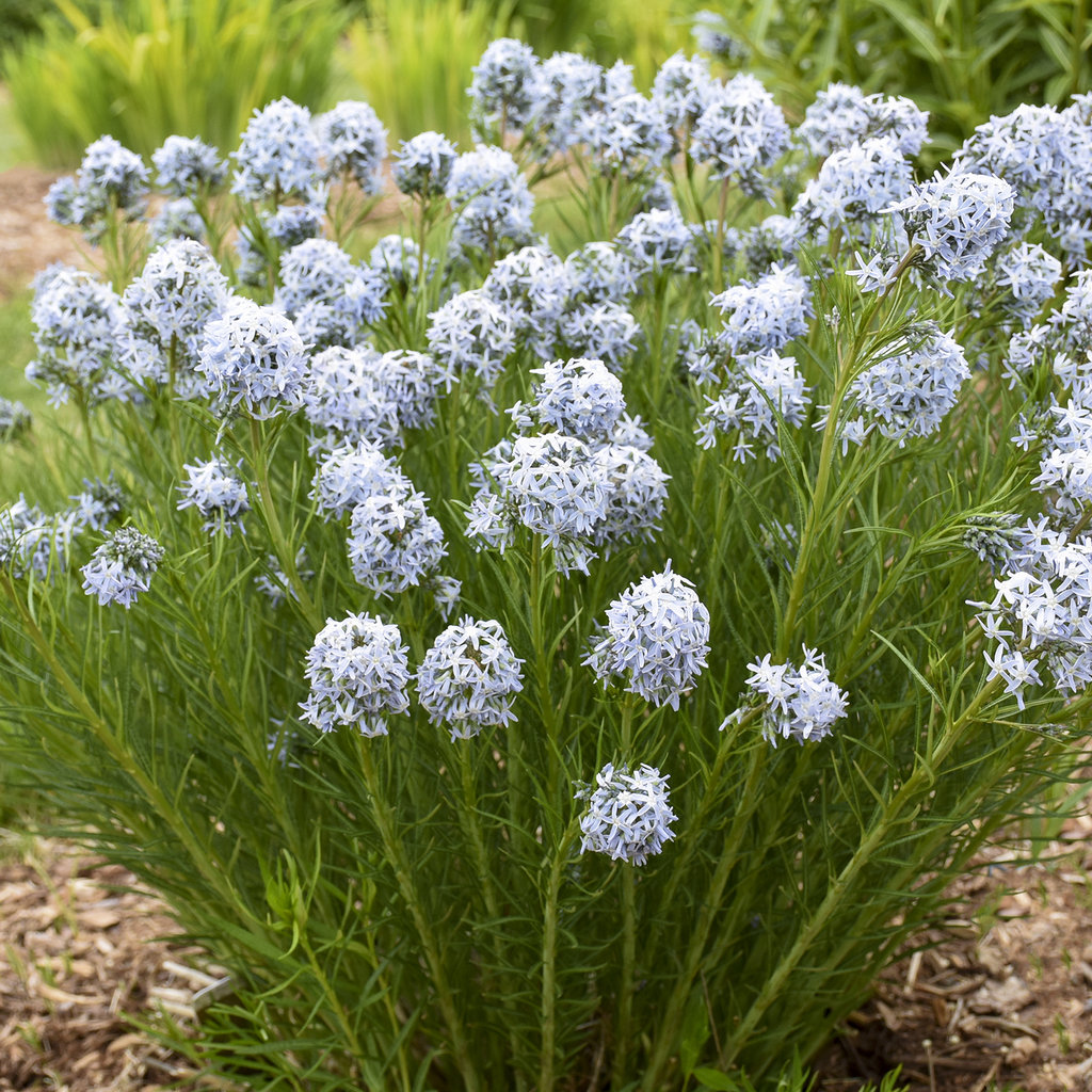 Amsonia. Top 10 Flowers That Represent Strength - 10