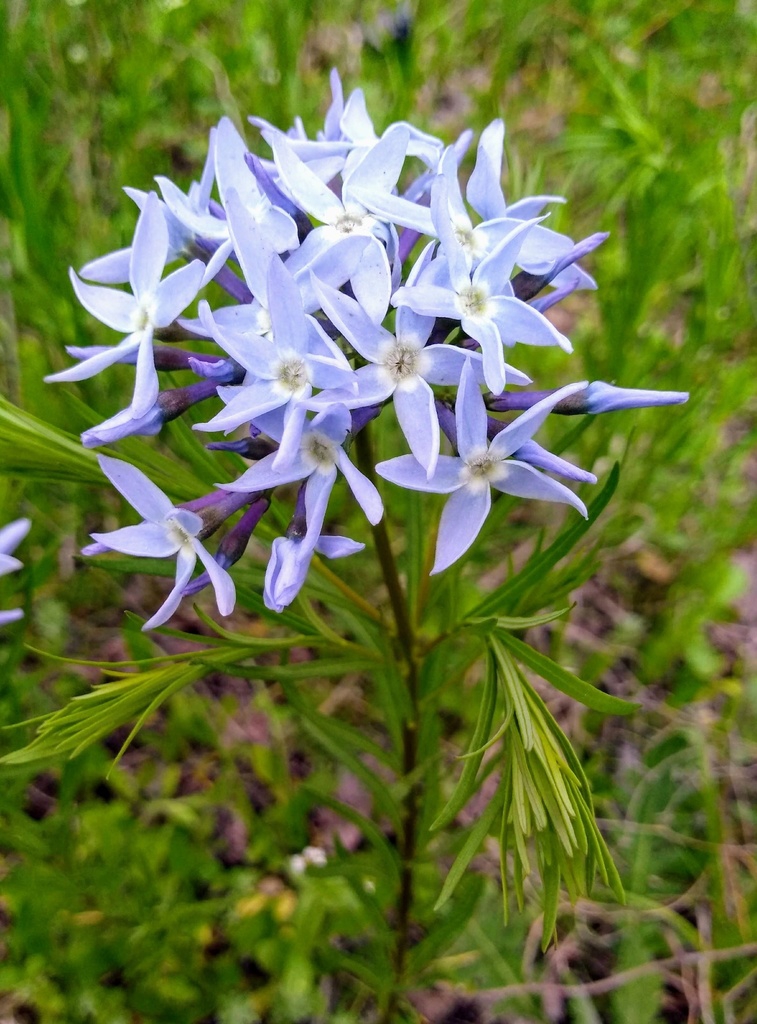 Amsonia Top 10 Flowers That Represent Strength - 9