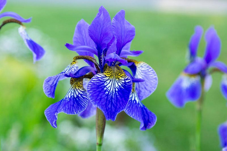 Iris flower Top 10 Flowers That Represent Strength - 3