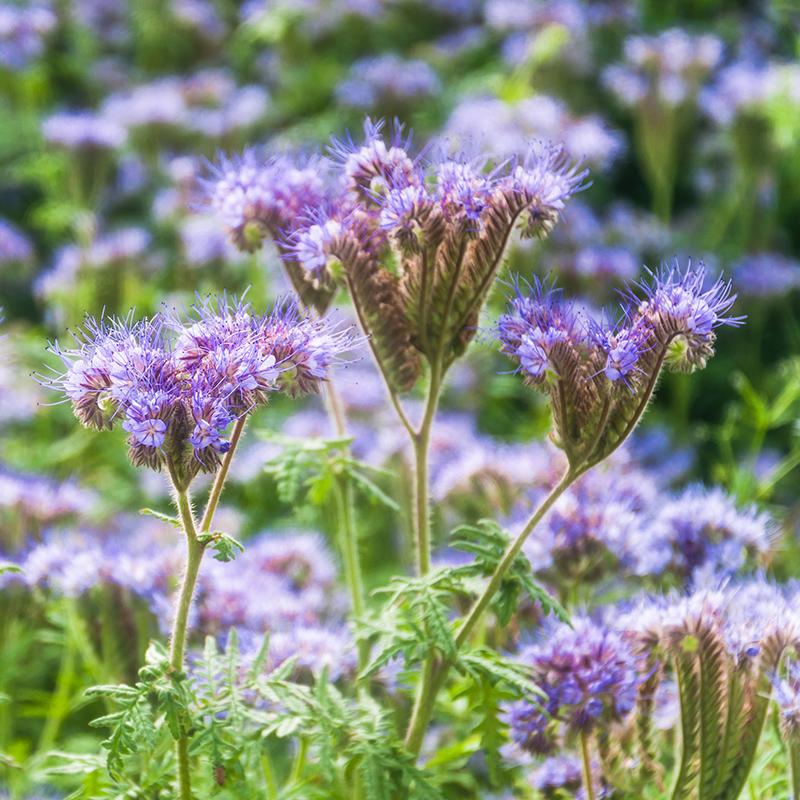 Phacelia. Top 10 Flowers That Represent Strength - 16
