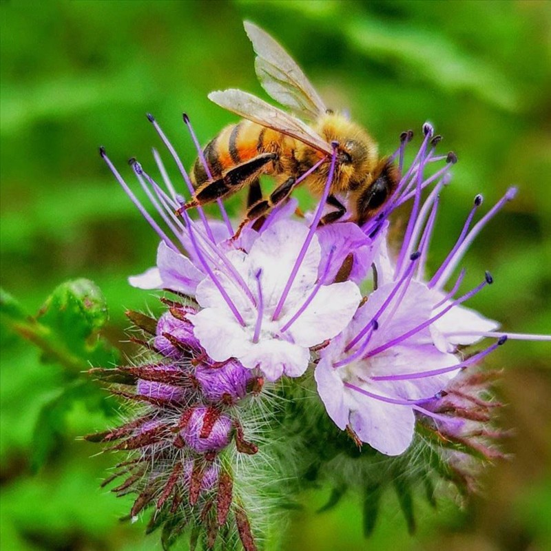 Phacelia Top 10 Flowers That Represent Strength - 15