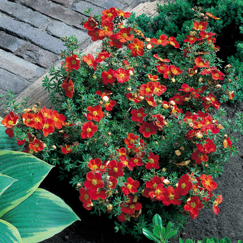 Strong Color Flower Top 10 Flowers That Represent Strength