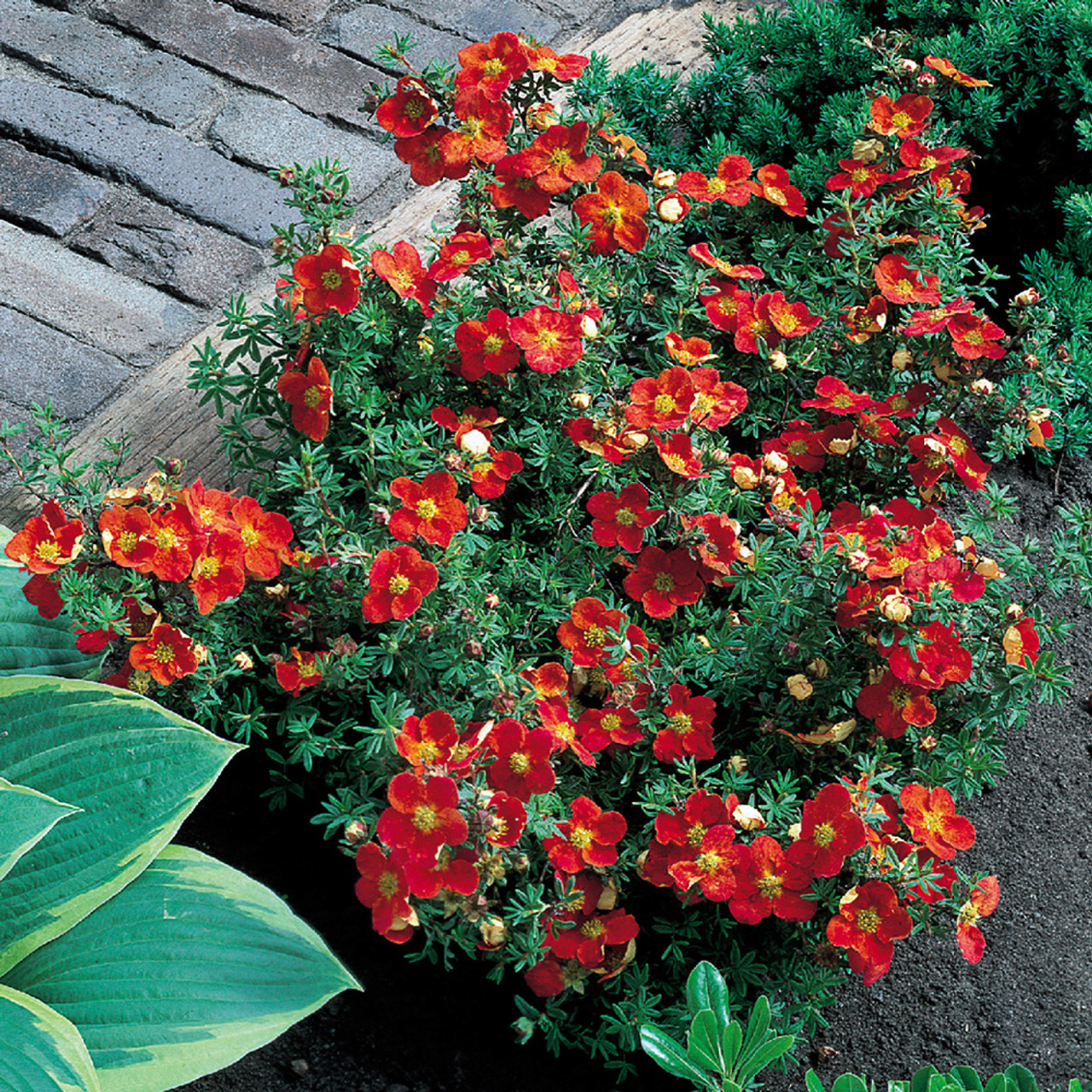 Potentilla. Top 10 Flowers That Represent Strength - 14