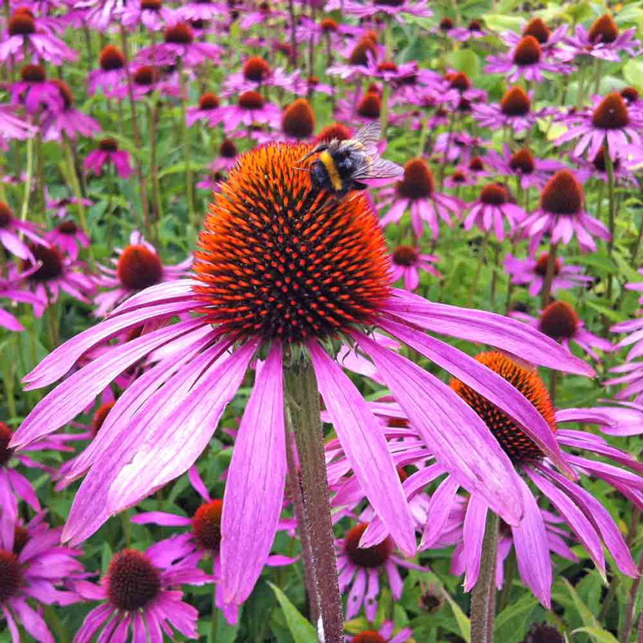 Purple coneflower Top 10 Flowers That Represent Strength - 6