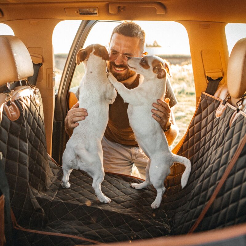 Are Car Hammocks Safe For Dogs?