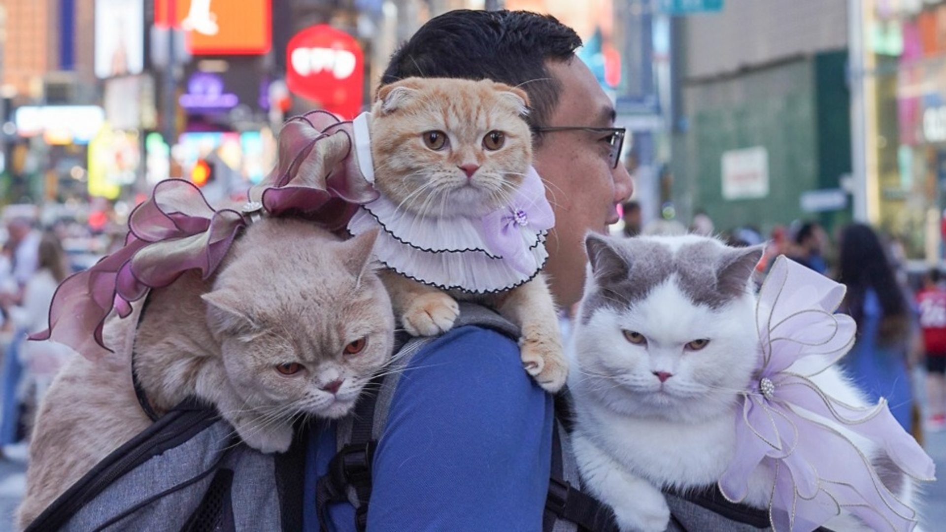 Lawyer Dan Nguyen travels the world with his three cats