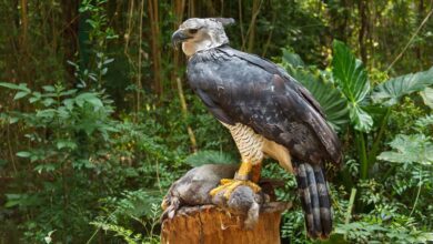 Craziest Looking Birds: Nature's Most Bizarre Feathers 3 harpy eagle 1 Craziest Looking Birds: Nature's Most Bizarre Feathers - 1 Craziest Looking Birds