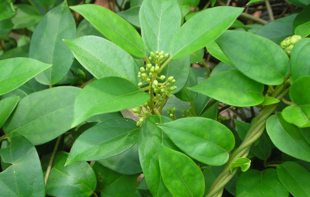 Gymnema Sylvestre: Reduces Desire for Sweet Foods 6 Gymnema Sylvestree Gymnema Sylvestre: Reduces Desire for Sweet Foods - 6