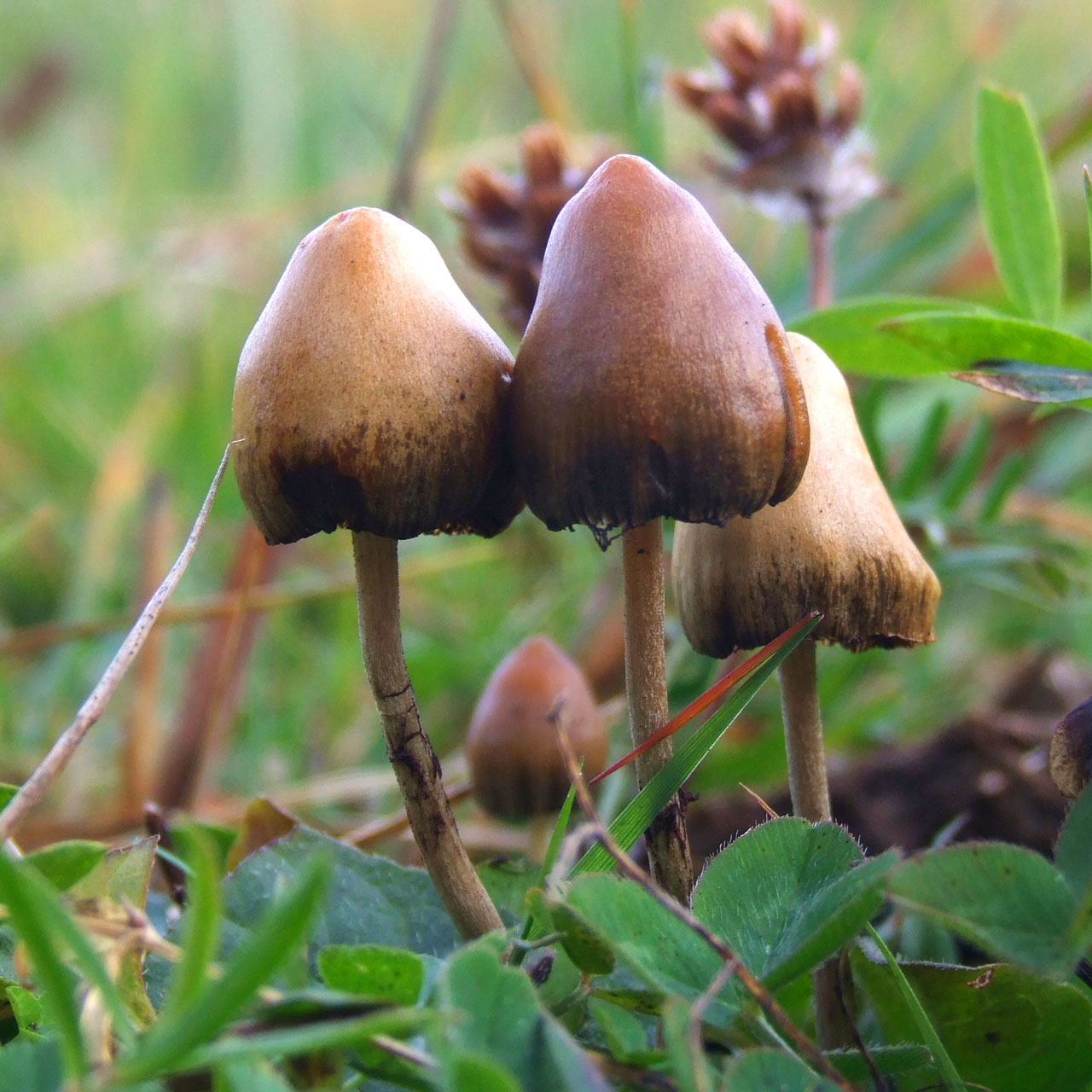 Magic Mushroom Chocolate Bars : Top 10 you need to know 2 Psilocybe semilanceata 6514 Magic Mushroom Chocolate Bars : Top 10 you need to know - 2