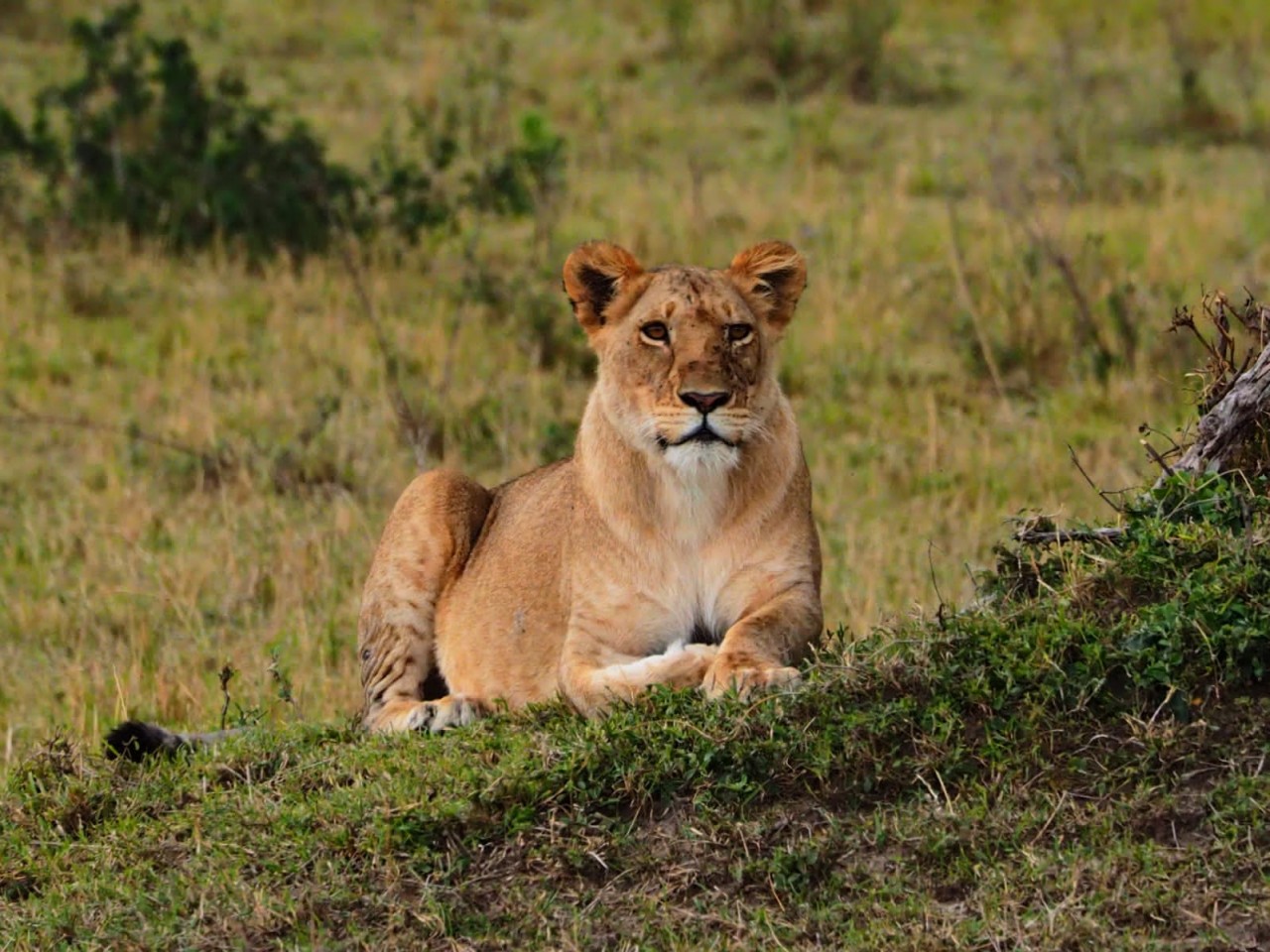 Top 10 Tourist Attractions in the World 2025: Must-See Destinations 5 Serengeti National Park Tanzania Top 10 Tourist Attractions in the World 2025: Must-See Destinations - 5
