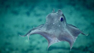 Top Weirdest Deep Sea Creatures: Erich Hoyt's Marine Wonders 1 deep see creatures Top Weirdest Deep Sea Creatures: Erich Hoyt's Marine Wonders - 1