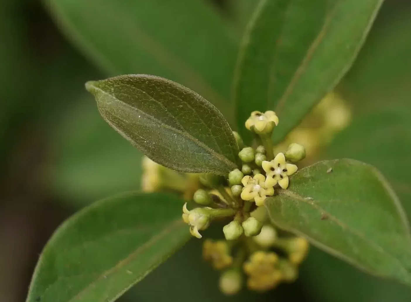 Gymnema Sylvestre: Reduces Desire for Sweet Foods 7 gumar sugar destroying plant Gymnema Sylvestre: Reduces Desire for Sweet Foods - 7