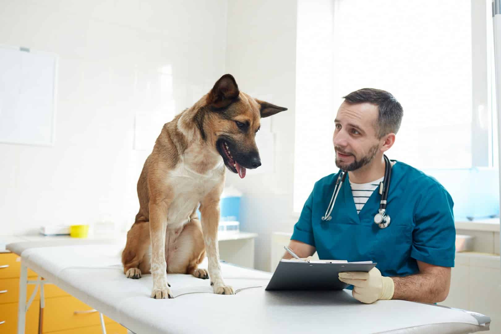 Finding a Veterinarian for Senior Pets: What to Look For 7 Affordable Care Options Finding a Veterinarian for Senior Pets: What to Look For - 7 Veterinarian for Senior Pets