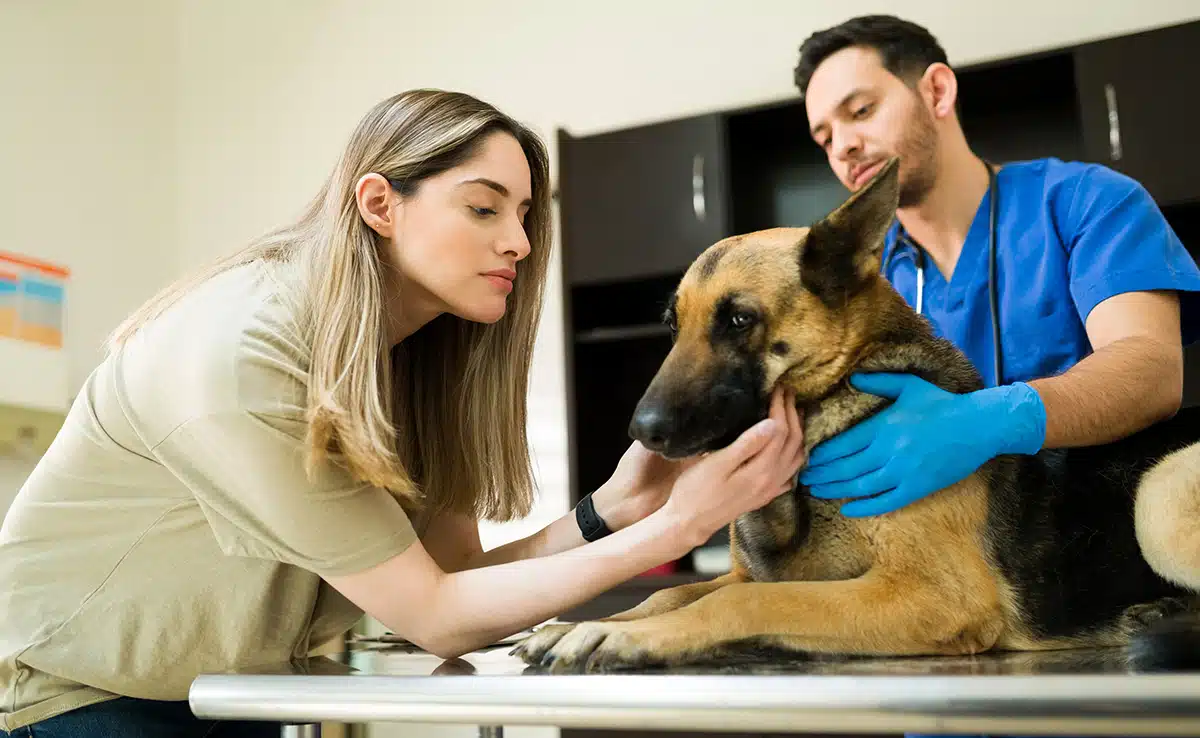 Finding a Veterinarian for Senior Pets: What to Look For 8 At Home Euthanasia Services Finding a Veterinarian for Senior Pets: What to Look For - 8 Veterinarian for Senior Pets