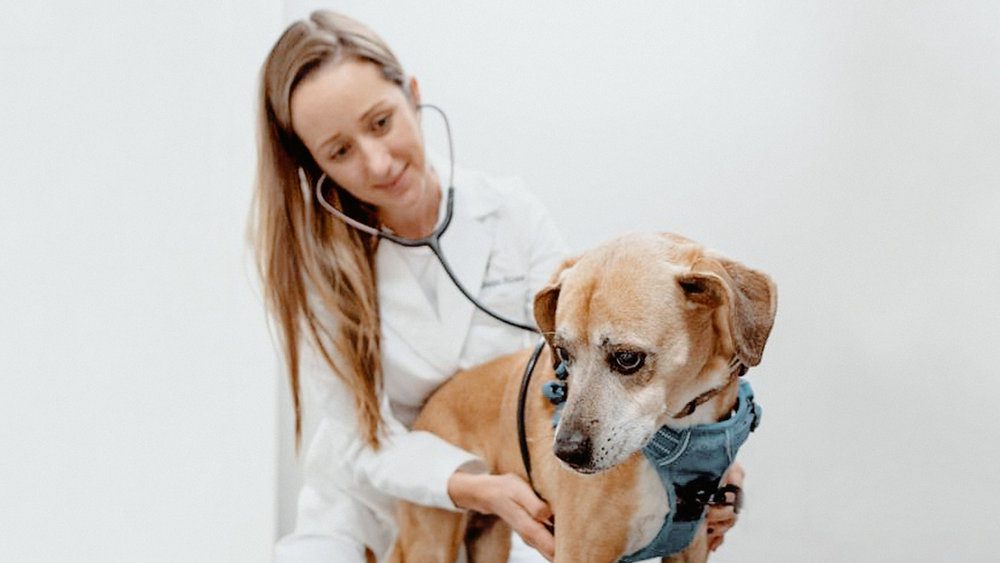 Finding a Veterinarian for Senior Pets: What to Look For 4 Holistic and Palliative Care Approaches Finding a Veterinarian for Senior Pets: What to Look For - 4 Veterinarian for Senior Pets