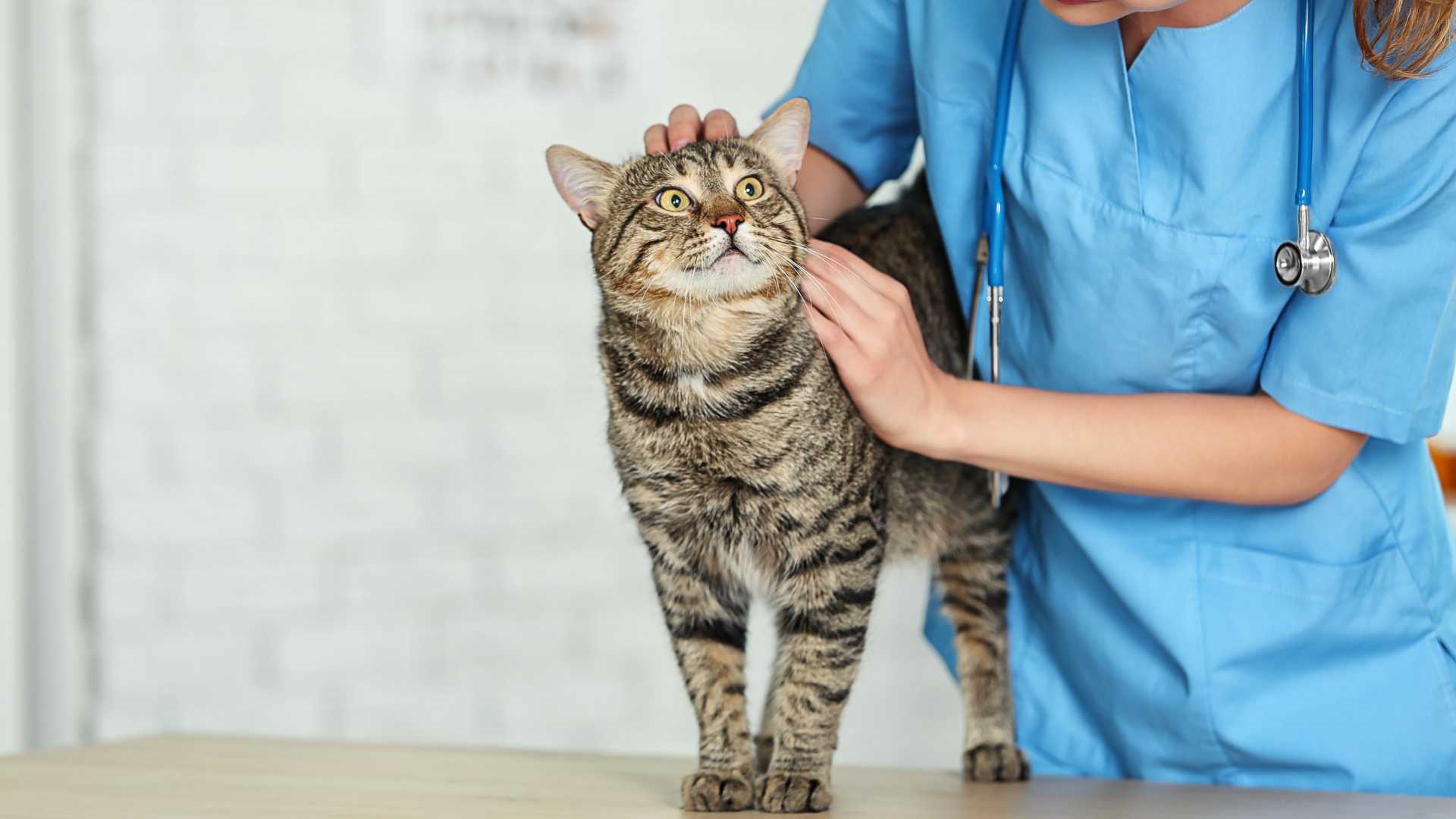 Finding a Veterinarian for Senior Pets: What to Look For 5 Staff Sensitivity and Gentle Handling Finding a Veterinarian for Senior Pets: What to Look For - 5 Veterinarian for Senior Pets