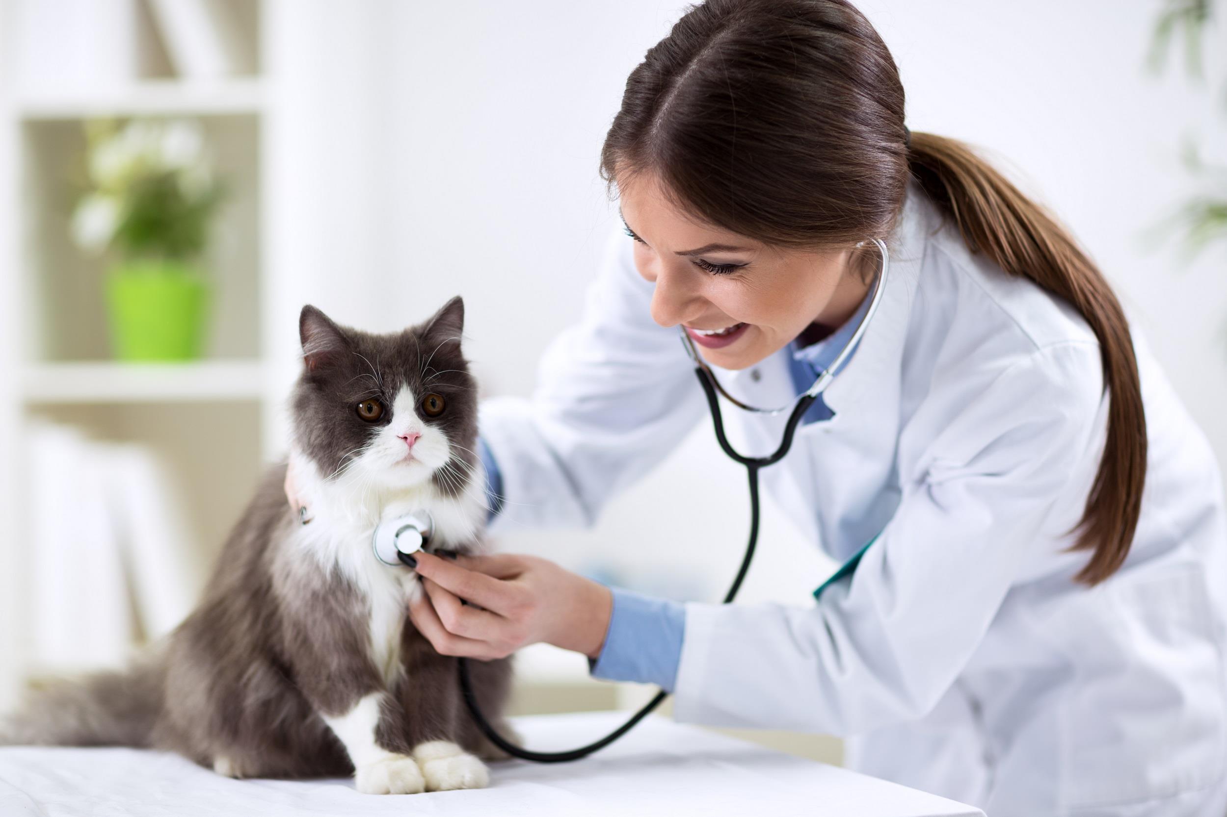 Finding a Veterinarian for Senior Pets: What to Look For 2 Veterinarian Finding a Veterinarian for Senior Pets: What to Look For - 2 Veterinarian for Senior Pets