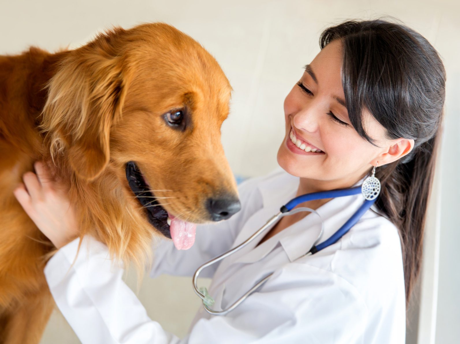 Finding a Veterinarian for Senior Pets: What to Look For 3 treating with older dogs Finding a Veterinarian for Senior Pets: What to Look For - 3 Veterinarian for Senior Pets