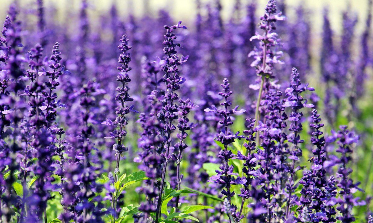 Lavender Celebrate Easter with Stunning 2025 Garden Decor: Transform Your Outdoor Space for the Season - 10 2025 garden decoration for the easter,easter garden decor trends,outdoor easter decorations,spring garden decorating ideas,easter yard displays,diy easter garden ornaments,easter flower arrangements,garden easter egg hunt ideas,garden bunny decor,natural easter garden accents,easter garden decor,spring outdoor decorations,garden ornaments,yard art,seasonal garden accents,easter outdoor decorating ideas,garden easter displays,easter lawn decorations,garden easter decorations,outdoor easter decor,garden easter ornaments,easter floral arrangements,easter yard decorations,easter lawn art,easter garden sculptures,festive garden easter accents,2025 garden decoration for easter,easter garden ornaments,spring garden decor ideas,garden easter eggs,easter yard art,seasonal garden accessories,garden easter bunnies,here are 8 nlp keywords related to "2025 garden decoration for the easter",comma separated: 2025 garden decoration for the easter,outdoor easter ornaments,floral easter arrangements,diy garden easter crafts,egg-themed garden accents,spring garden accessories,outdoor easter décor,holiday garden embellishments,seasonal garden enhancements,spring garden décor trends,festive garden accents,yard easter displays,easter garden accents,diy easter garden crafts,easter landscaping ideas,whimsical easter garden designs,easter flower arrangements for gardens,natural easter garden decorations